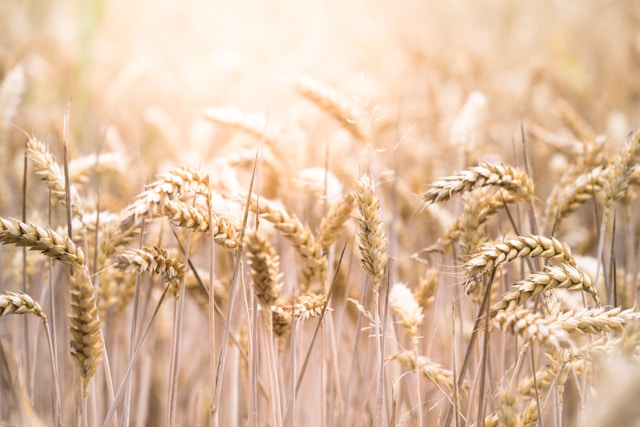 A bunch of growing wheat plants.